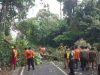 6 Pohon di Liku Sembilan Taba Penanjung Potensi Tumbang!