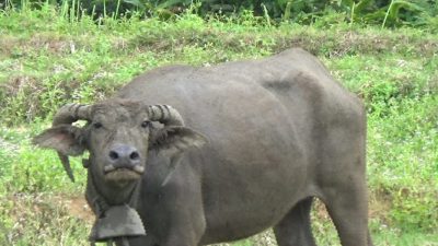 Ternak Mendadak Mati Diuji di Laboratorium