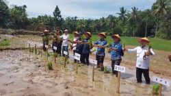 Penanaman Padi Serentak di Tiga Kecamatan