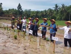 Penanaman Padi Serentak di Tiga Kecamatan